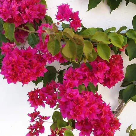 Apartmán Hortus Iii
